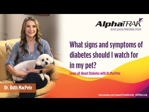 Video: 6 Tecken på diabetes Alla hundägare ska vara medvetna om