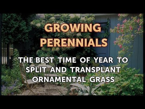 The Best Time of Year to Split and Transplant Ornamental Grass