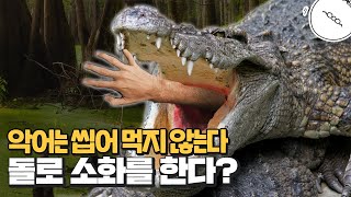 악어는 돌로 소화한다? 만약 악어에게 먹히면 어떻게 될까? [미나니의 스낵교양]