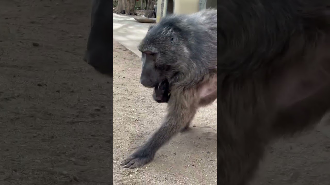 A rescue Baboon mother of a rescue porcupine baby 🤯🥰 #cuteanimals #momlife