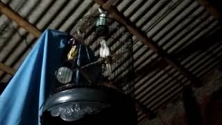 Trucuk dimalam hari bunyi terus