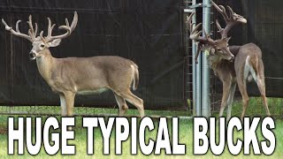 Huge Typical Bucks at Boom Whitetails | Deer & Wildlife Stories | Deer Farming