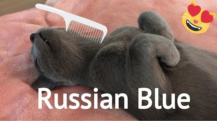 Watch the video about Cute Russian Blue - Cat grooming