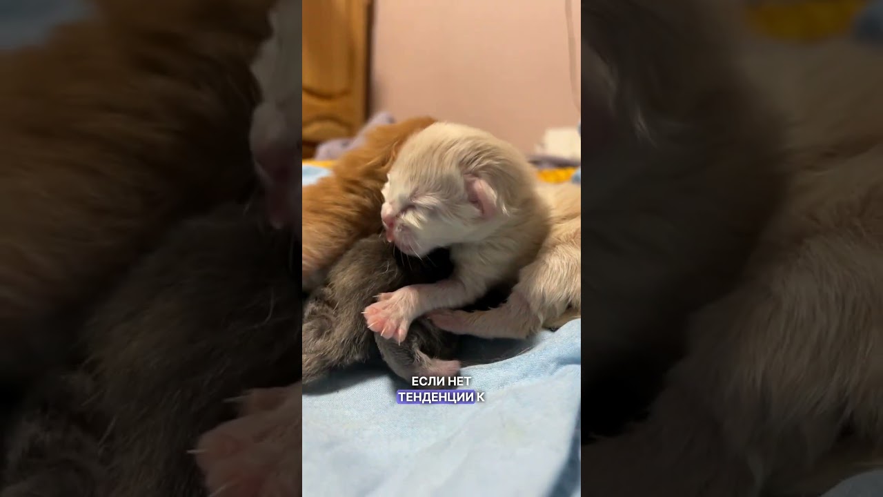 Инструкция: что делать, если ваша кошка родила? #кошки #ветеринар #инструкция #животные