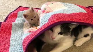 A kitten insisted on being friends with a cat and wouldn't take no for an answer.