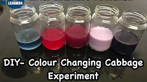 Little Learners Education - DIY- Colour Changing Cabbage- Fun Science Experiment at Home