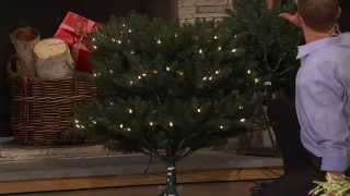 Ships 10/20 Bethlehem Lights 9' Upswept Douglas Fir Tree with Dan Hughes