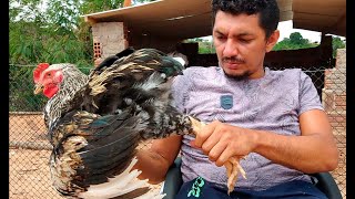 Escolhendo Reprodutores De Galos Gigantes - Use Este Método E Tenha Galos Gigantes Na Criação
