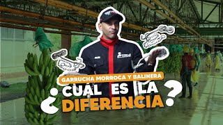 Diferencia Entre Garrucha Morroca Y Garrucha Libre De Mantenimiento