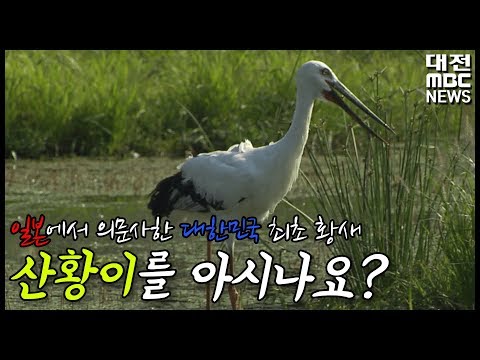 [그때 그 뉴스] 일본에서 의문사한 우리나라 황새, 산황이