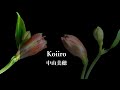 中山美穂 / Koiiro