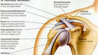 drobljenje bolova u koljenu i zglobovima artroza koljena 4 faze liječenja