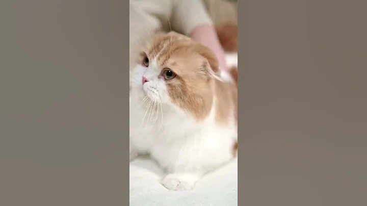 Video 2885801: cat cute funny pet, cute pets explore