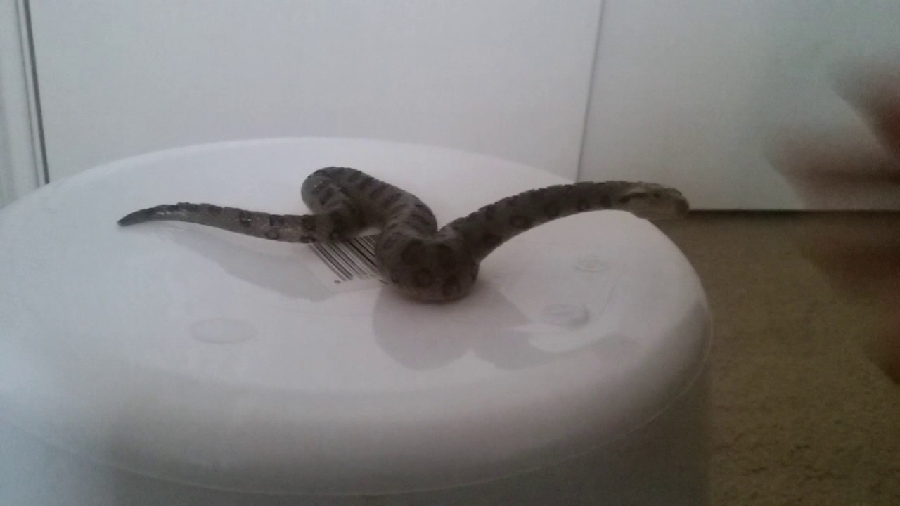 schleich green anaconda