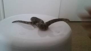 schleich green anaconda