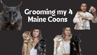 Grooming and deshedding my Maine Coons.