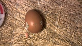 Chick Hatching Time Lapse Video