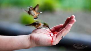 Hand feeding Hummingbirds