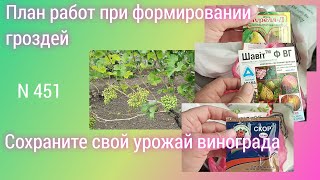 ПЛАН работ на винограднике для получения отличного урожая.