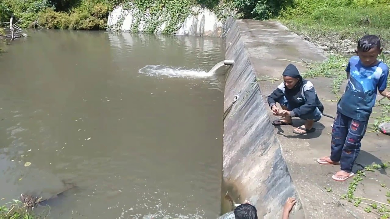 Ikan wader bereng melawan arus 