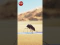 Hungry chameleon gets stuck in a car sinking into sand | Funny CG short