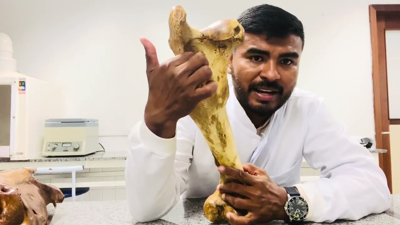 Osteologia Veterinária - Fêmur 