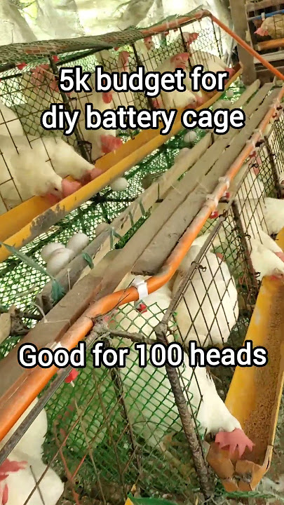 DIY battery cage for layer chiken. #business #farming101 #chickenfarming #chicken #eggbusiness #egg