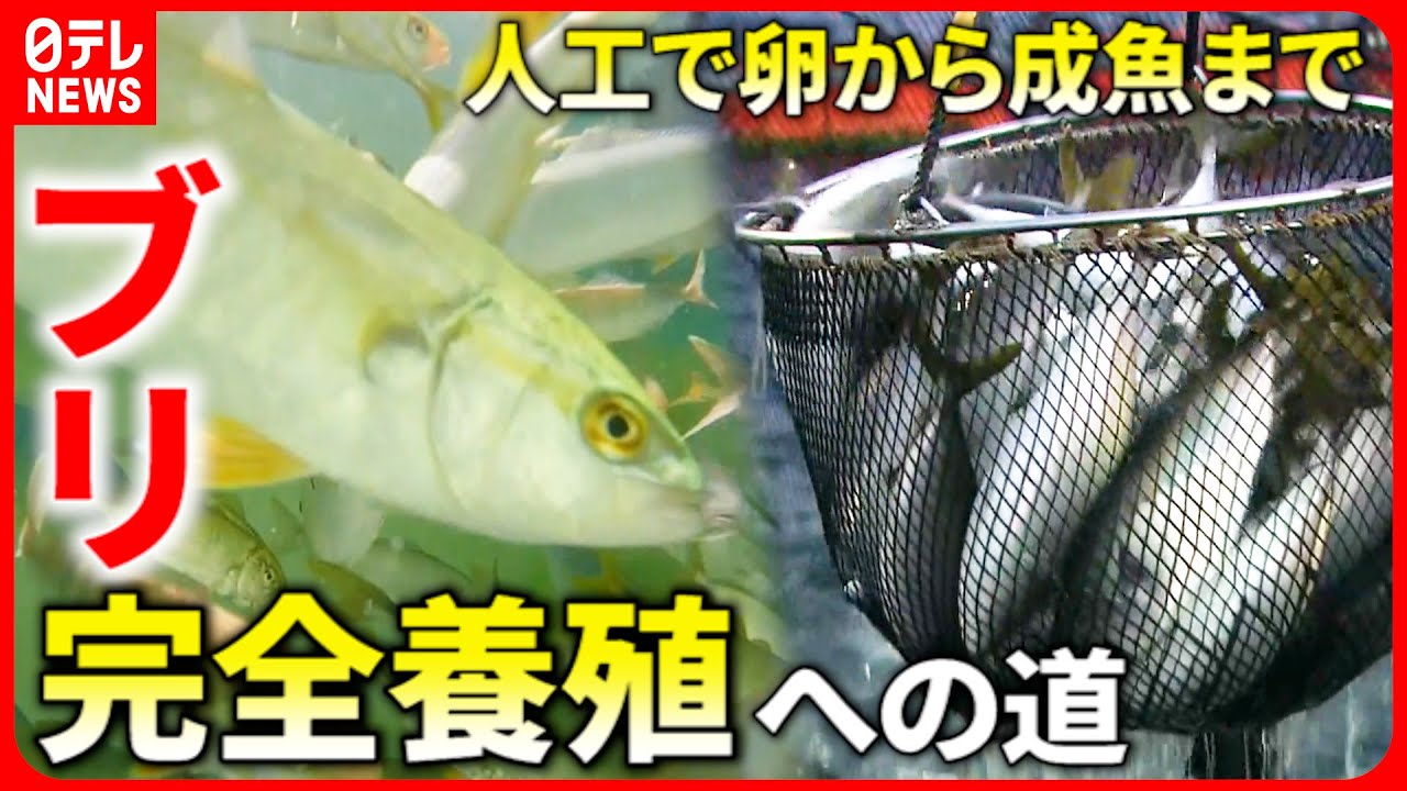 【挑戦】卵受精させ成魚まで！美味い名産ブリ