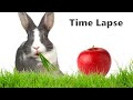 Bunnies eat yummy grass - Time Lapse #greentimelapse #gtl #timelapse