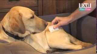 Exil Flea Free Spot On Voor De Bestrijding Van Vlooien En Teken Honden En Katten