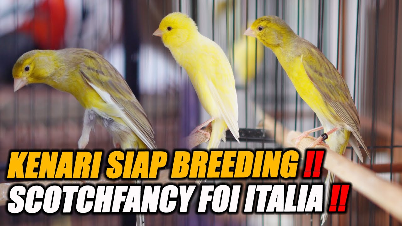 TERNAK KENARI TERCUAN PALING STABIL HANYA SCOTCHFANCY DARI ITALIA TOP GRADE #kenarijogja