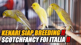 Download Lagu TERNAK KENARI TERCUAN PALING STABIL HANYA SCOTCHFANCY DARI ITALIA TOP GRADE #kenarijogja MP3