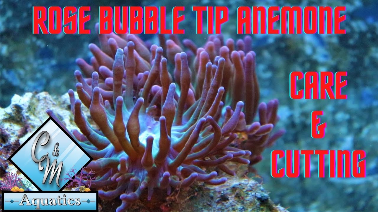 Rose bubble tip anemone care and cutting YouTube