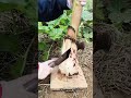 Experience authentic rural life Creator Center Inspiration Agriculture Rural Areas and Far 177793742