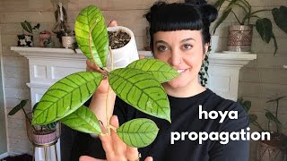 hoya pruning & propagation sesh🫣 