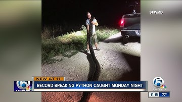 Record-setting Burmese python caught in Miami-Dade County