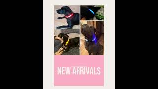 illumiwave Pet Led Collar