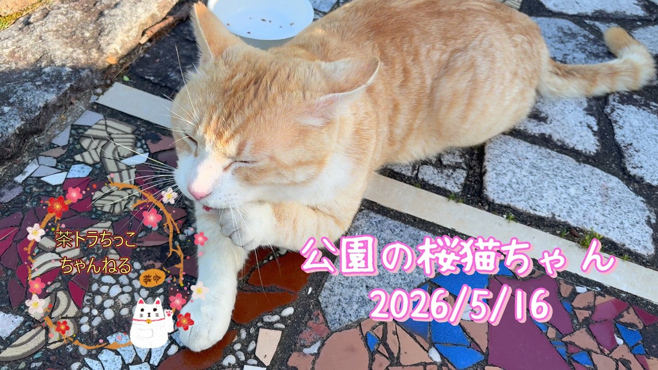 公園の桜猫ちゃん＃cat＃cute＃cutecat＃बिल्ली＃Gatto＃Kedi