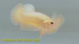 Cupang Halfmoon soft Yellow and soft gold #shorts screenshot 4