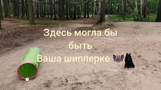 Дрессировка шипперке. Приглашаем на занятия. Schipperke's training possibilities.