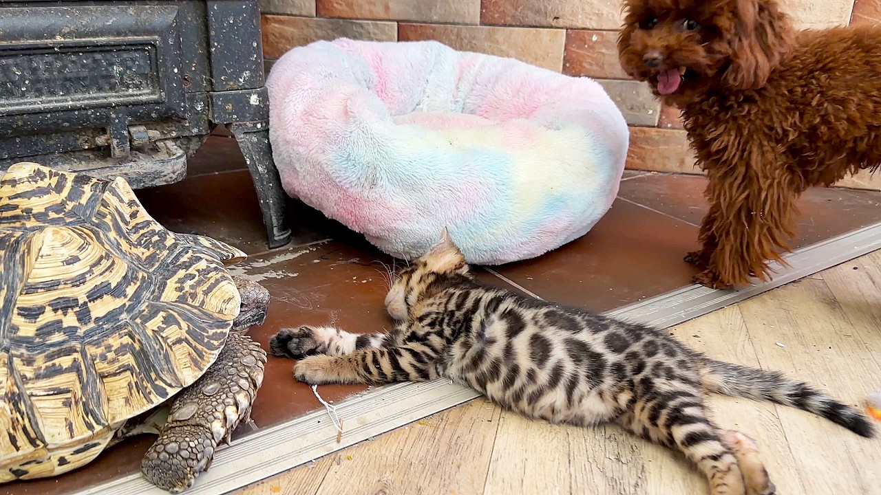 Собака Юкки спрашивает, сколько можно спать? Пора идти играть.