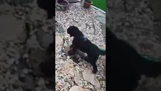 Gridley And A Snake On My Ring Camera The Villages Florida