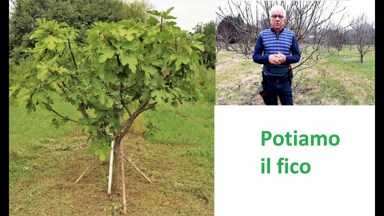 Potiamo il fico
