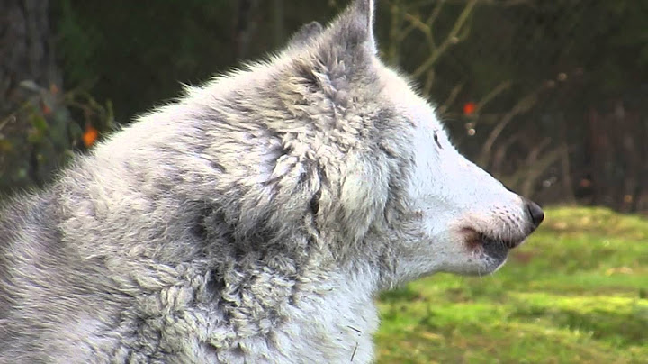 Samantha the gray wolf howls while lying down