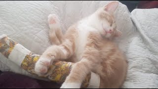 Are you prepared for a pet emergency: Remi's story