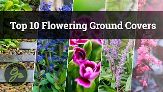 Top 10 Flowering Ground Covers