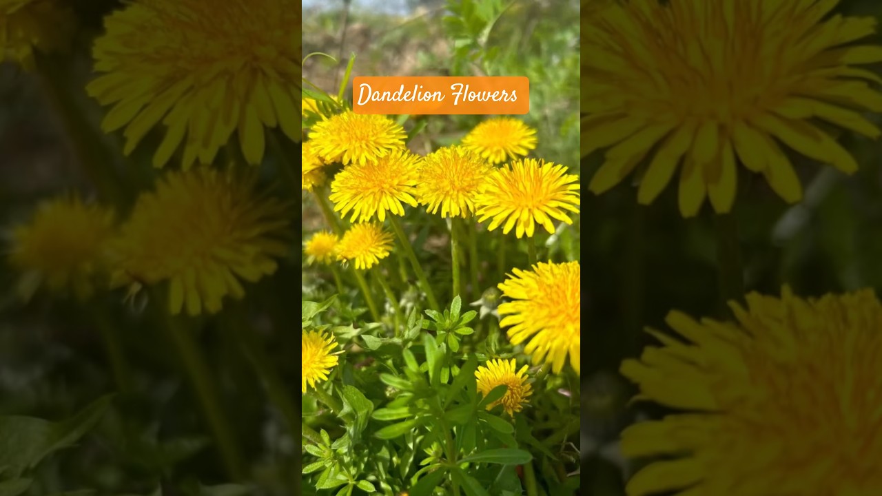 Why People Are Turning to Dandelion Flowers for Natural Wellness 