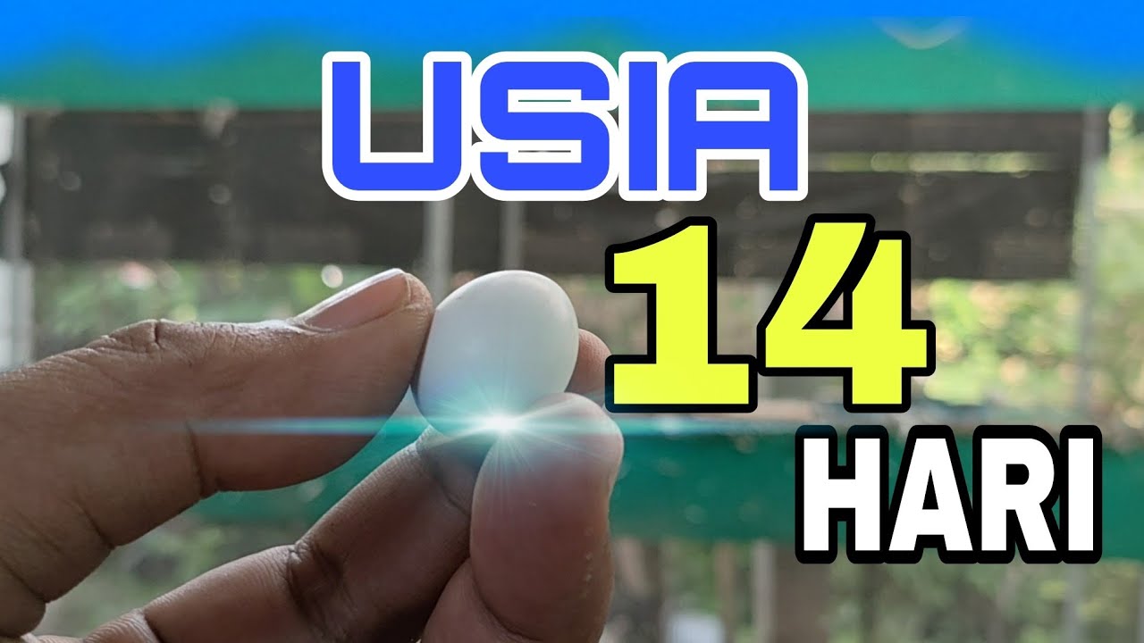 Cara Mengetahui Embrio Telur Masih Hidup Atau Tidak