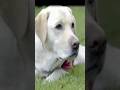 The Dog That Thought Me to Feel Again:: Endal & Allen Parton