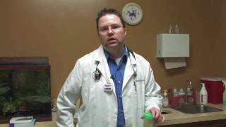 Cat Care: Fleas & Parasites : What Kind of Worms Does My Cat Have?